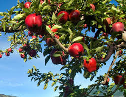 AppleOrchids